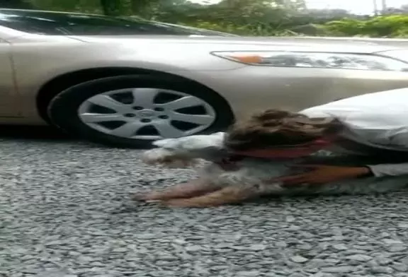 Chien avec une joie immense