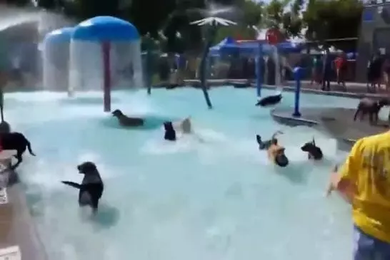 Toutou fait la fête dans la piscine