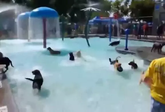 Toutou fait la fête dans la piscine