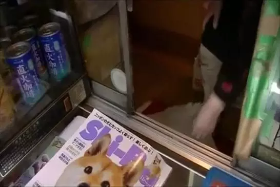 Un shiba inu ouvre la fenêtre pour les clients d’un petit bureau de tabac japonais