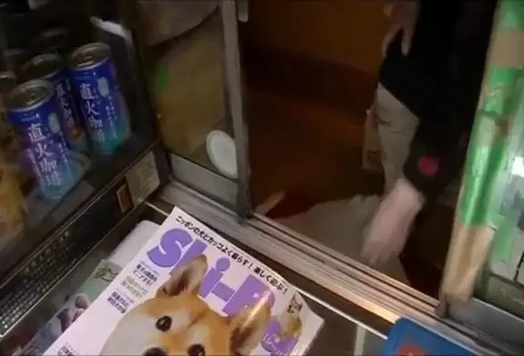 Un shiba inu ouvre la fenêtre pour les clients d’un petit bureau de tabac japonais