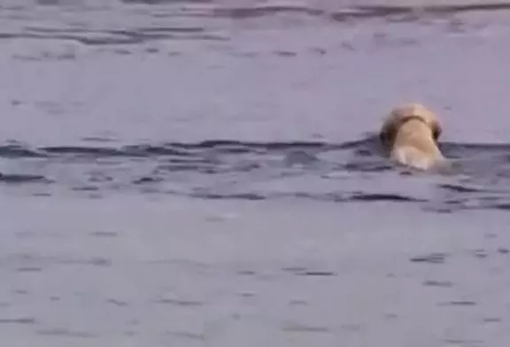 Les chiens sont les meilleurs amis des hommes et des dauphins