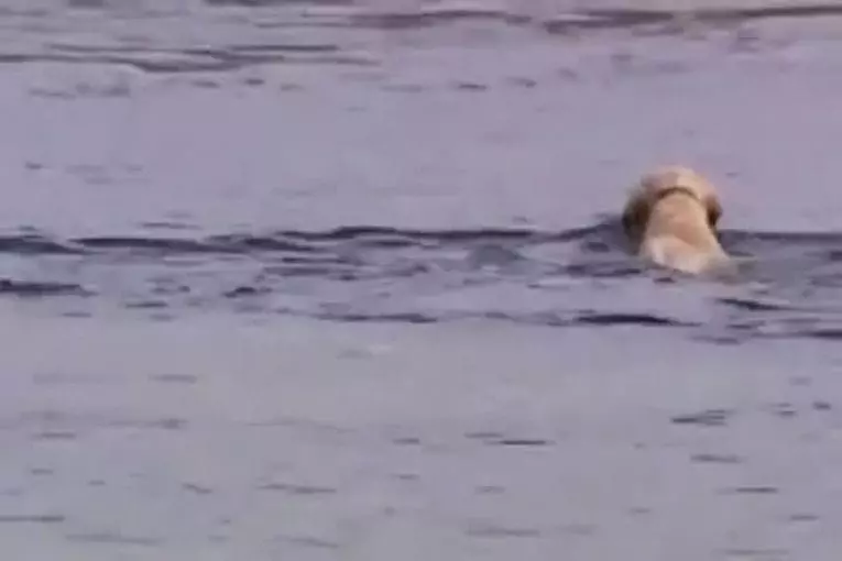 Les chiens sont les meilleurs amis des hommes et des dauphins