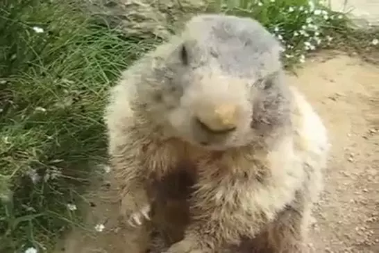 Marmotte mangeant une carotte