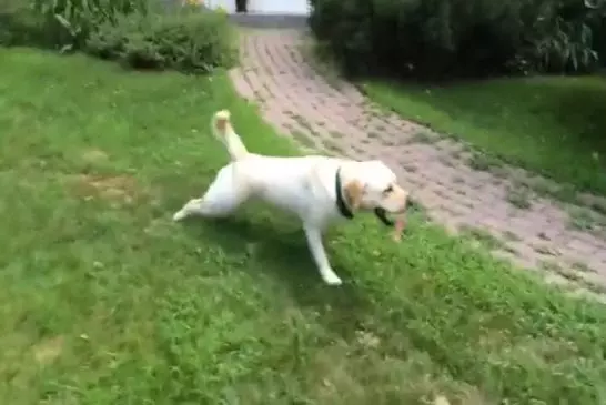 Ce chien a une façon intéressante de s’arrêter