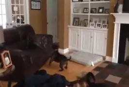 Un chien qui sait voler