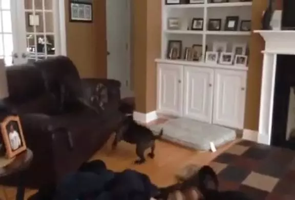 Un chien qui sait voler