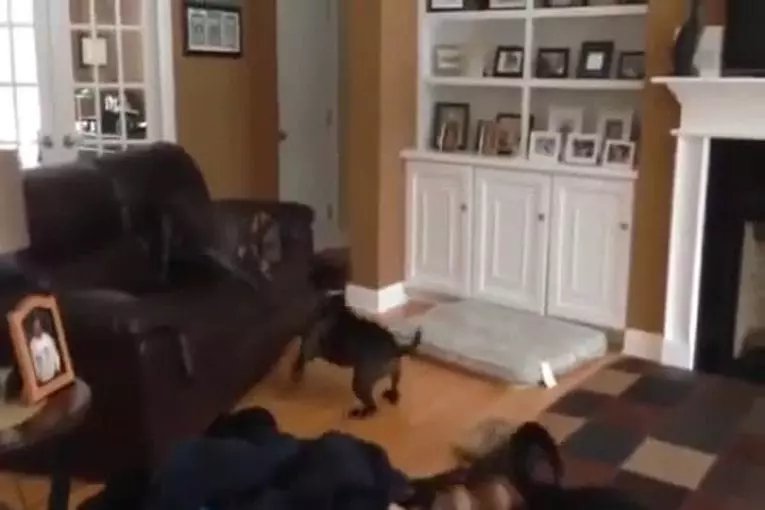 Un chien qui sait voler