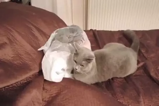 Minou mignon se cache sous un sac à effrayer son frère