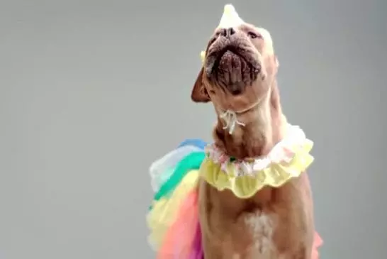 Chiens en colère en costumes mignons
