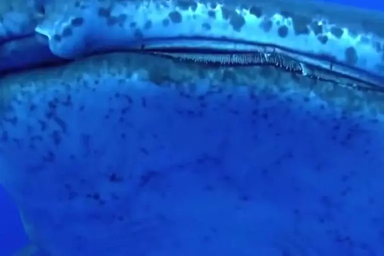 Massif requin baleine percute plongeur