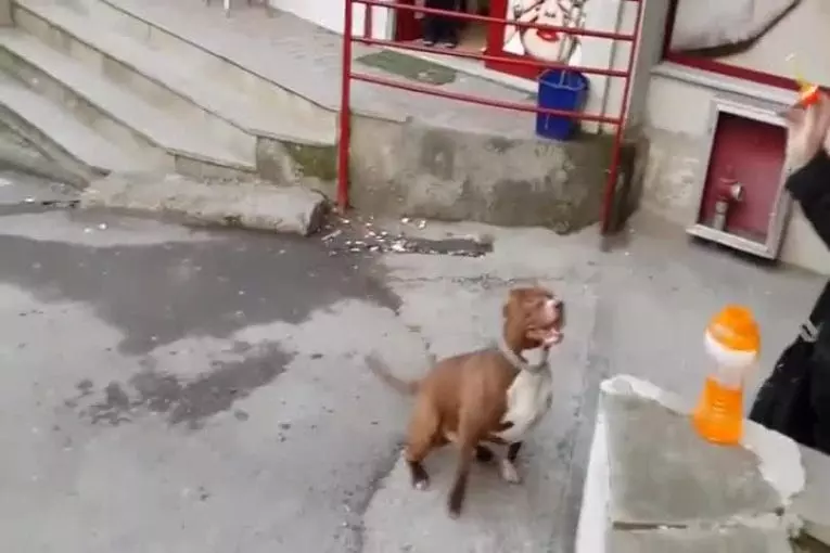 Pit-bull devient fou de bulles