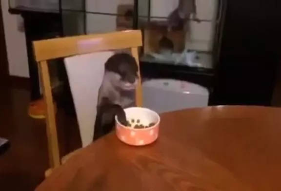 Loutre aime manger à la table