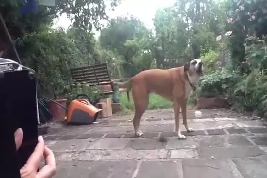 Jessie le chien chante le long de l’accordéon