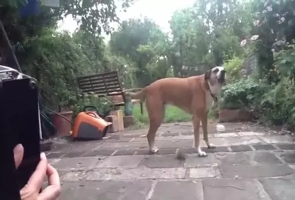 Jessie le chien chante le long de l’accordéon