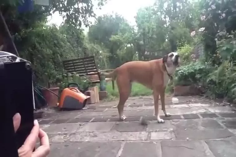 Jessie le chien chante le long de l’accordéon