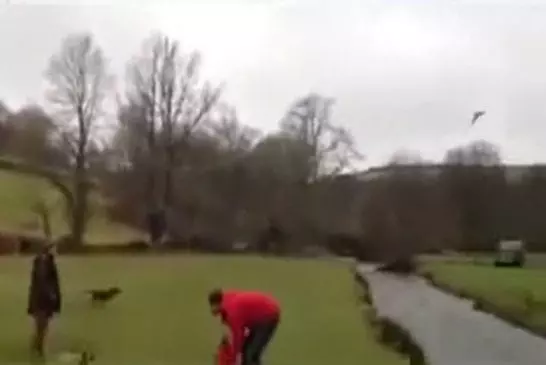 Chien saute par-dessus une rivière