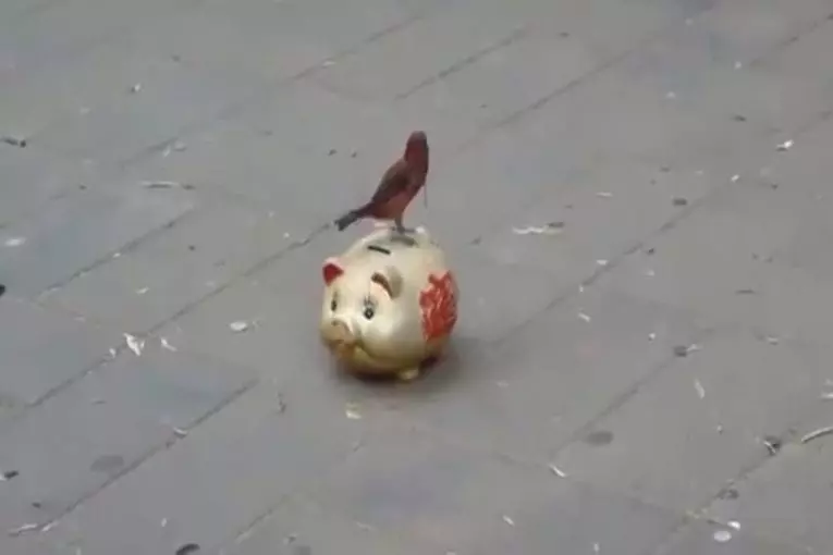 Oiseaux mendicité en Chine