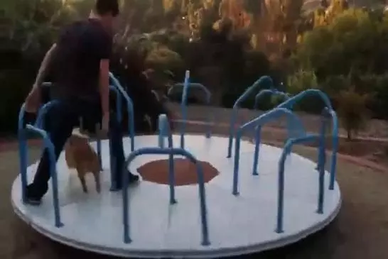 Corgi sur un carrousel