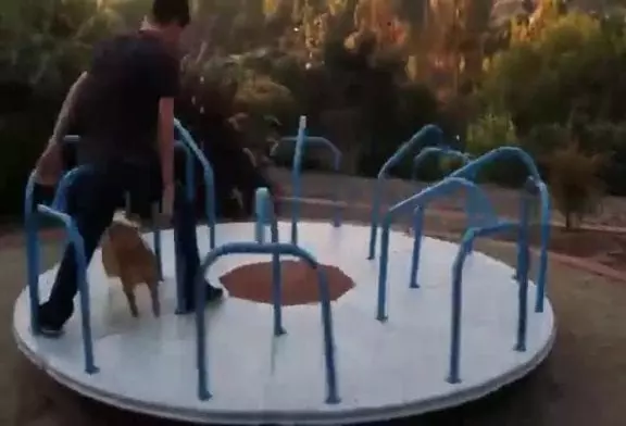 Corgi sur un carrousel