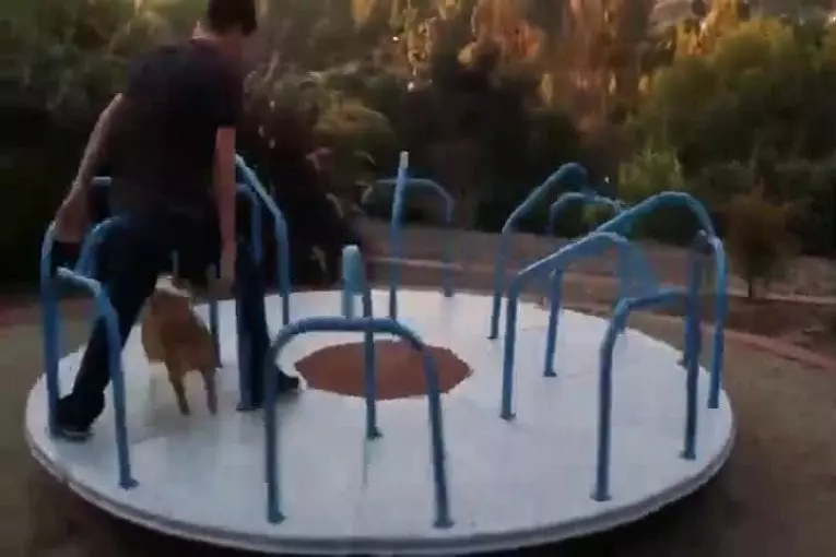 Corgi sur un carrousel