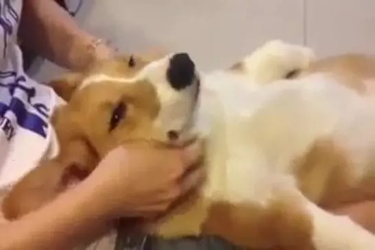 Massage de chien