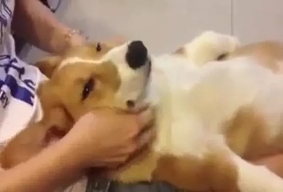 Massage de chien