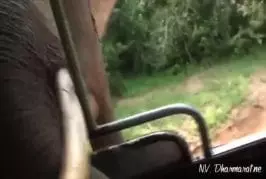 Attaques d’éléphants au parc national de Yala au Sri Lanka