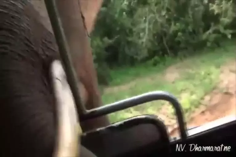 Attaques d’éléphants au parc national de Yala au Sri Lanka