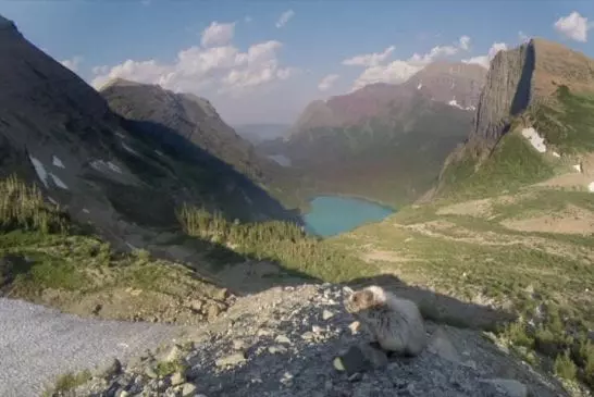 Marmotte lèche entrainements