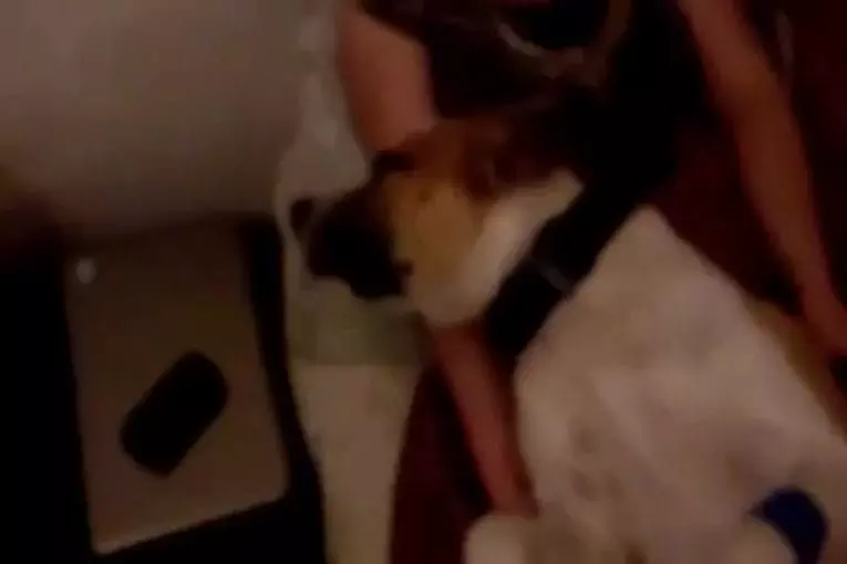 Les chiens peuvent prendre de la hauteur aussi