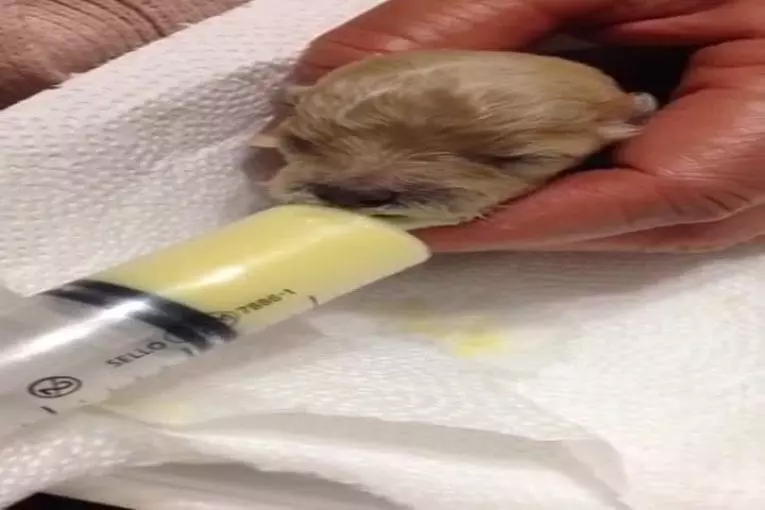 Seringue nourrir un chiot nouveau-né adorable