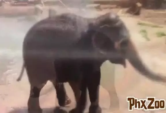 Eléphants aiment les tuyaux d’incendie