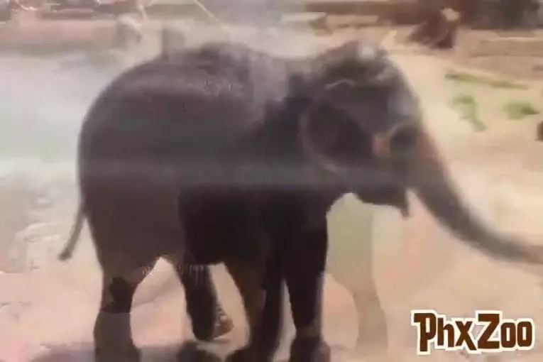 Eléphants aiment les tuyaux d’incendie