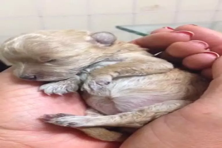 Précieux chiot caniche dort dans la main de son propriétaire