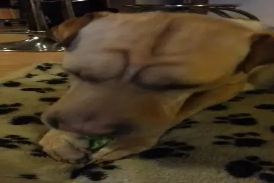 Chien de manger du brocoli