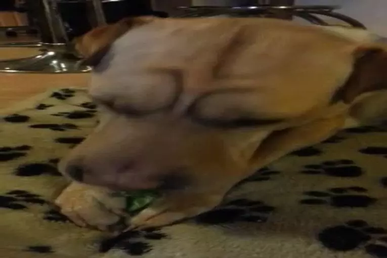 Chien de manger du brocoli
