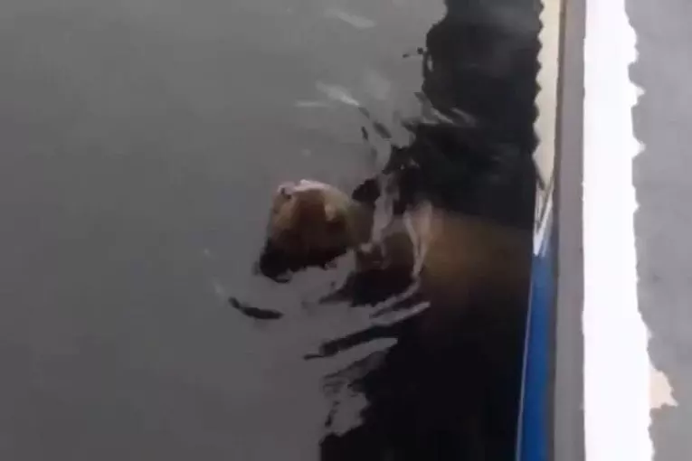 Epaulard jette lion de mer vingt pieds en l’air