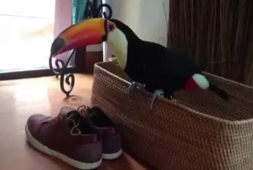 Colère chaussures attaques toucan