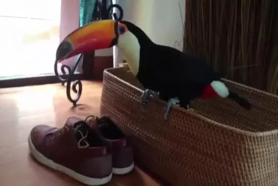 Colère chaussures attaques toucan