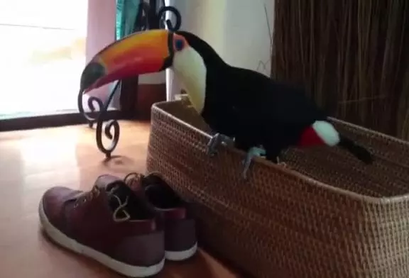 Colère chaussures attaques toucan