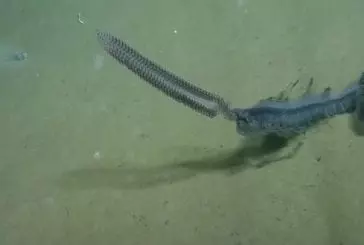 Créature de mer profonde rare capturé sur vidéo