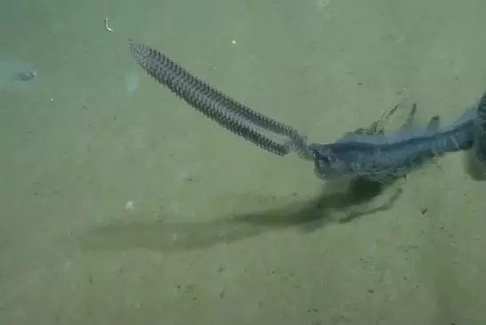 Créature de mer profonde rare capturé sur vidéo