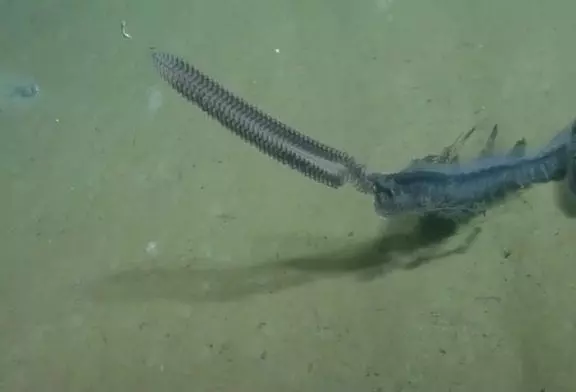 Créature de mer profonde rare capturé sur vidéo