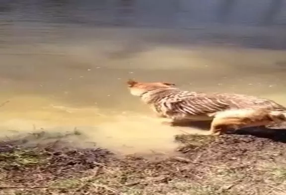 Berger allemand jette un accès de colère quand elle doit quitter la piscine