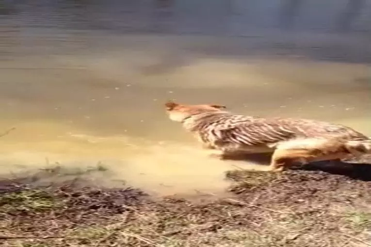 Berger allemand jette un accès de colère quand elle doit quitter la piscine