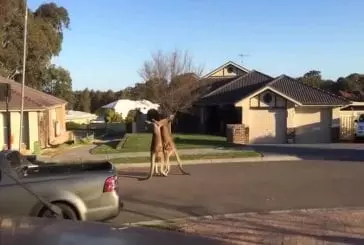 Sauvage combat de rue de kangourou
