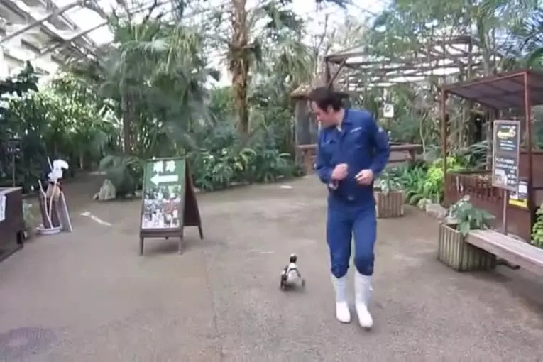 Adorable pingouin veut juste un ami