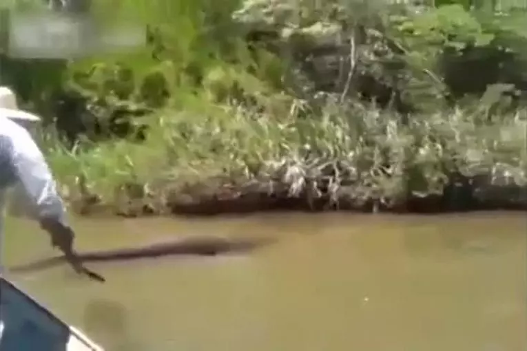 Brésiliens ont découvert le plus grand anaconda du monde