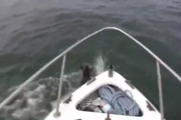 Chien saute sur les dauphins